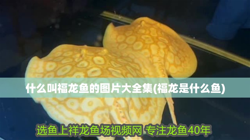 什么叫福龍魚的圖片大全集(福龍是什么魚)