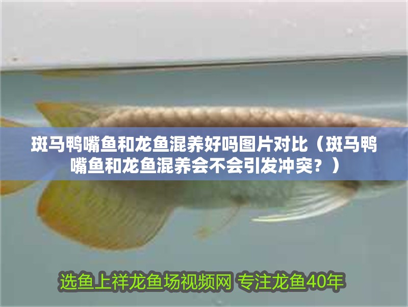 斑馬鴨嘴魚和龍魚混養好嗎圖片對比（斑馬鴨嘴魚和龍魚混養會不會引發沖突？）