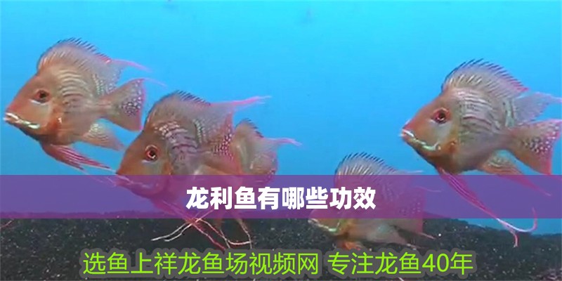 龍利魚(yú)有哪些功效