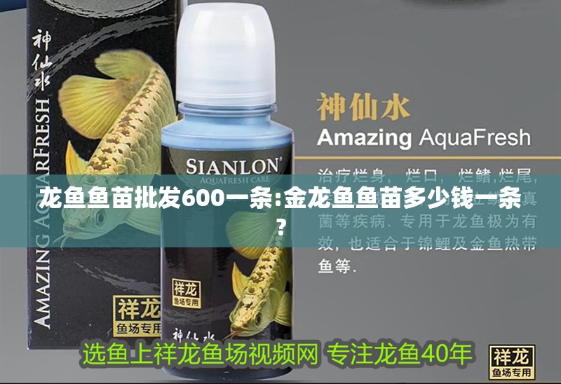 龍魚魚苗批發(fā)600一條:金龍魚魚苗多少錢一條?