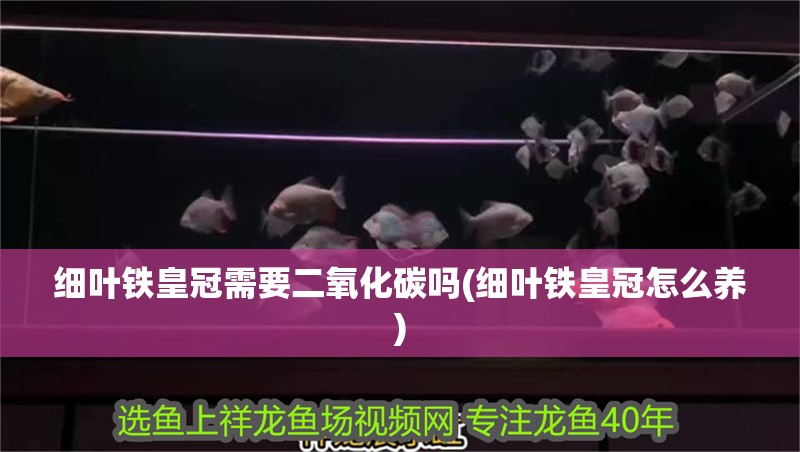 細葉鐵皇冠需要二氧化碳嗎(細葉鐵皇冠怎么養)