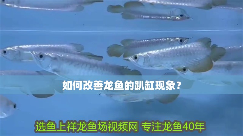 如何改善龍魚的趴缸現象？
