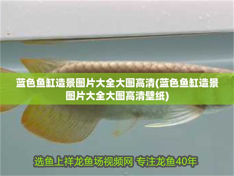 藍色魚缸造景圖片大全大圖高清(藍色魚缸造景圖片大全大圖高清壁紙)