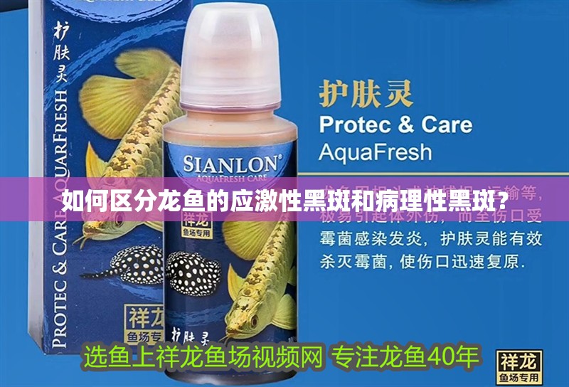 如何區分龍魚的應激性黑斑和病理性黑斑？