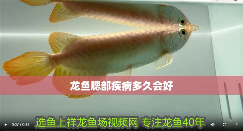 龍魚腮部疾病多久會好