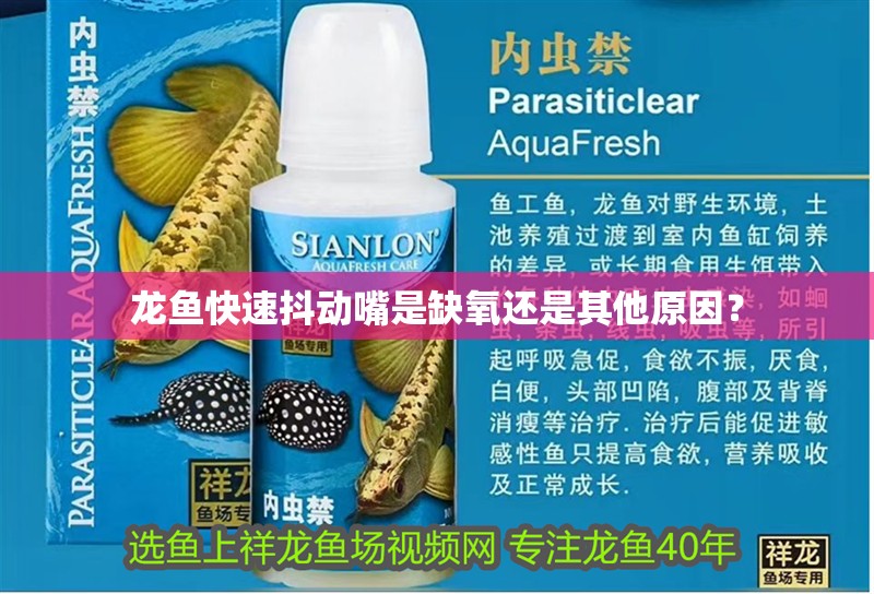龍魚快速抖動嘴是缺氧還是其他原因？