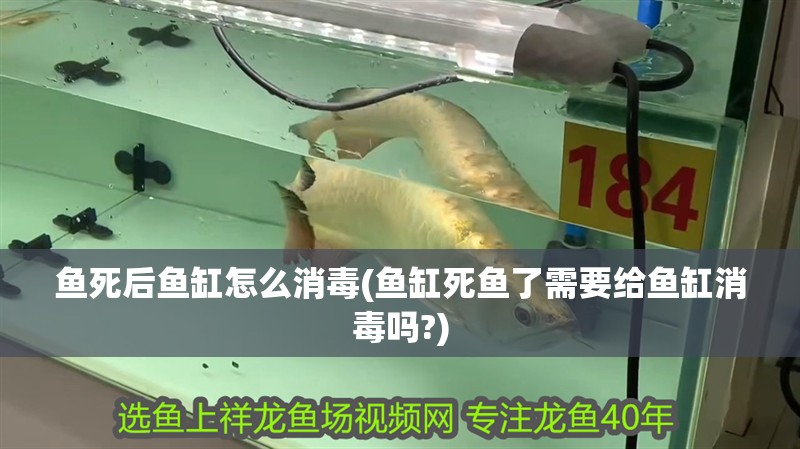 魚死后魚缸怎么消毒(魚缸死魚了需要給魚缸消毒嗎?)