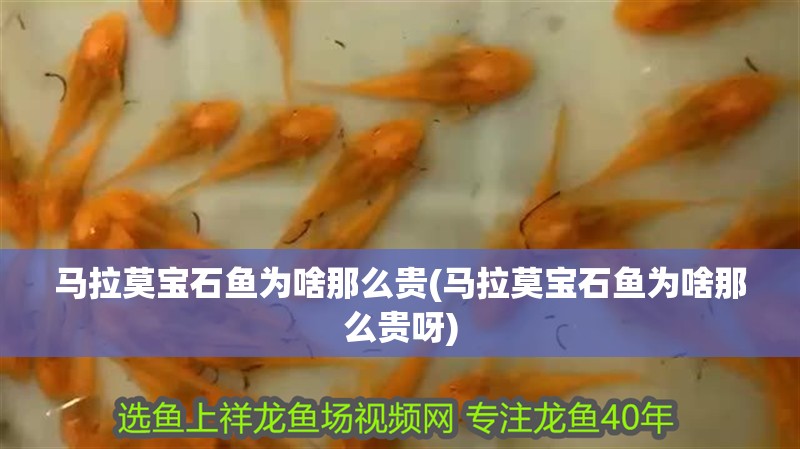 馬拉莫寶石魚為啥那么貴(馬拉莫寶石魚為啥那么貴呀)