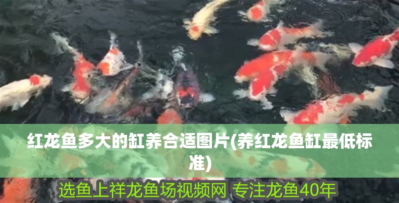 紅龍魚多大的缸養(yǎng)合適圖片(養(yǎng)紅龍魚缸最低標準)
