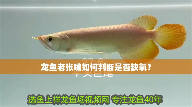 龍魚老張嘴如何判斷是否缺氧？