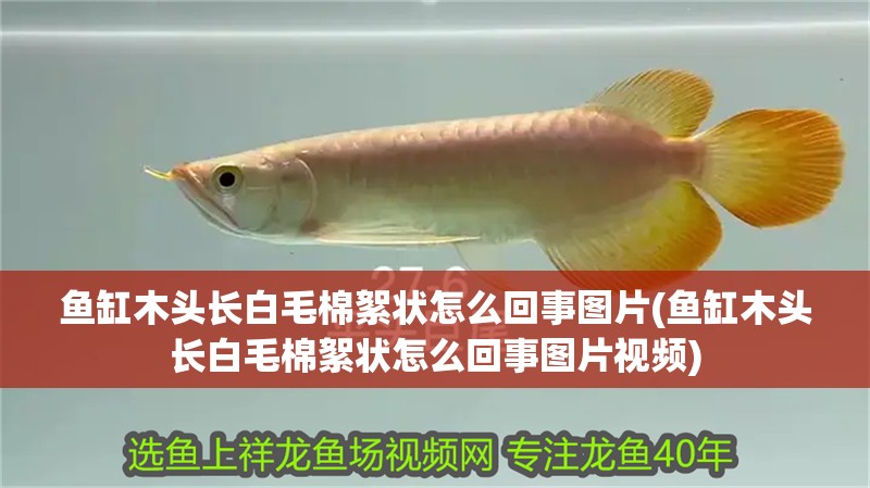 龍魚干蝦有營養嗎 魚缸木頭長白毛棉絮狀怎么回事圖片(魚缸木頭長白毛棉絮狀怎么回事圖片視頻) 觀賞魚百科 魚缸木頭長白毛棉絮狀怎么回事圖片(魚缸木頭長白毛棉絮狀怎么回事圖片視頻) 魚缸木頭長白毛棉絮狀怎么回事圖片(魚缸木頭長白毛棉絮狀怎么回事圖片視頻) 觀賞魚百科