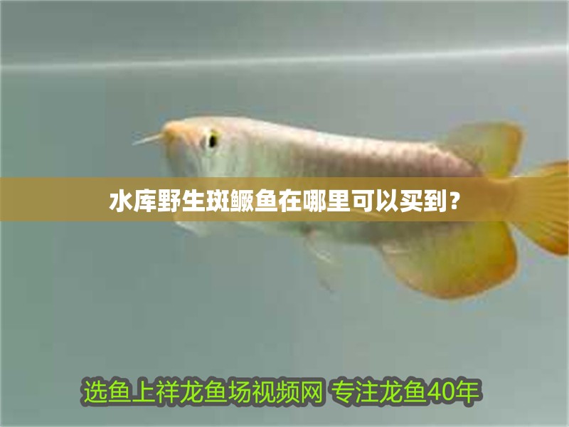 水庫野生斑鱖魚在哪里可以買到？