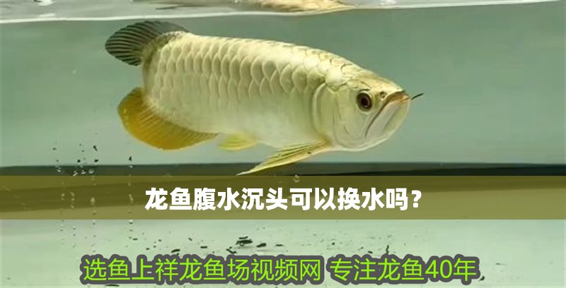 龍魚腹水沉頭可以換水嗎？ 龍魚腹水沉頭可以換水嗎？ 龍魚百科