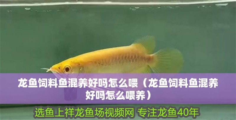 龍魚飼料魚混養好嗎怎么喂（龍魚飼料魚混養好嗎怎么喂養）