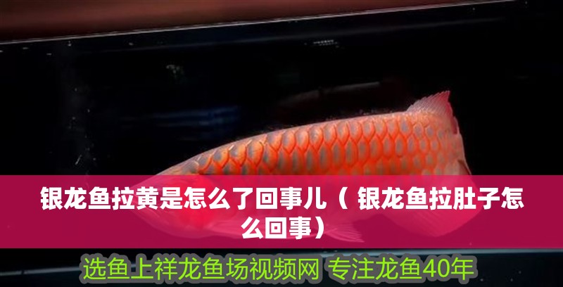 銀龍魚拉黃是怎么了回事兒（ 銀龍魚拉肚子怎么回事） 銀龍魚拉黃是怎么了回事兒（ 銀龍魚拉肚子怎么回事） 觀賞魚百科