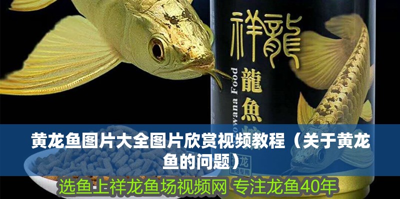 黃龍魚圖片大全圖片欣賞視頻教程（關(guān)于黃龍魚的問題）
