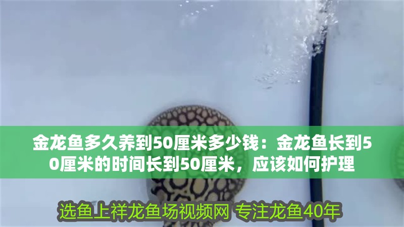 金龍魚多久養到50厘米多少錢：金龍魚長到50厘米的時間長到50厘米，應該如何護理