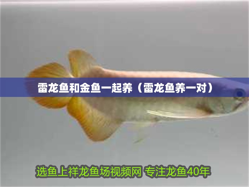 雷龍魚和金魚一起養(yǎng)（雷龍魚養(yǎng)一對）