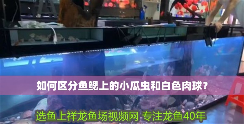如何區分魚鰓上的小瓜蟲和白色肉球？
