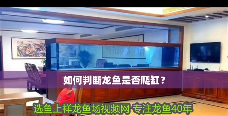 如何判斷龍魚是否爬缸？