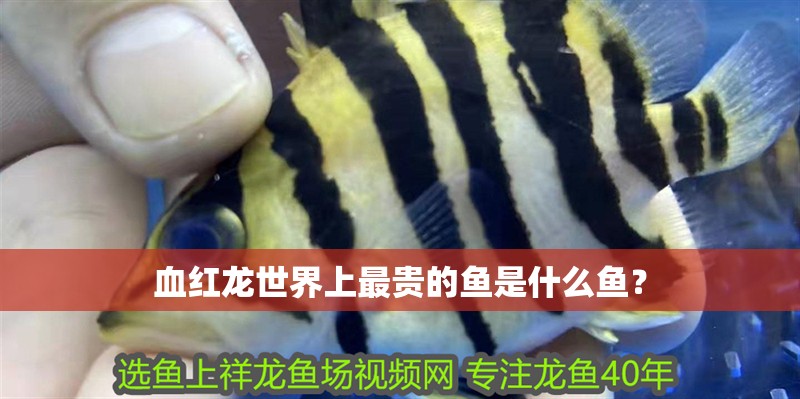 血紅龍世界上最貴的魚是什么魚？