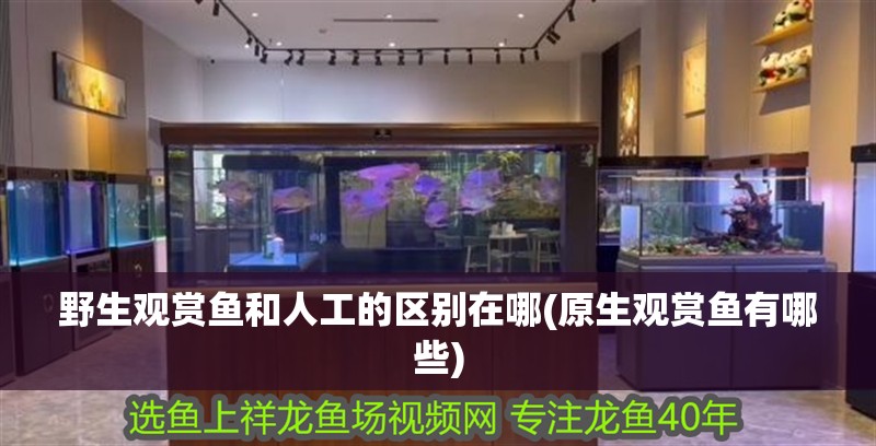 野生觀賞魚和人工的區別在哪(原生觀賞魚有哪些)