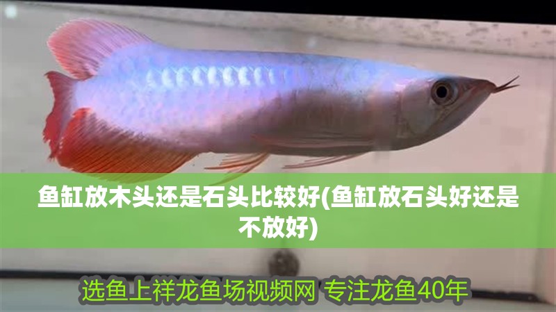 魚缸放木頭還是石頭比較好(魚缸放石頭好還是不放好)