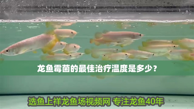 龍魚霉菌的最佳治療溫度是多少？