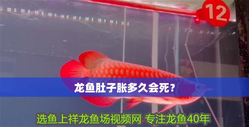 龍魚肚子脹多久會(huì)死？