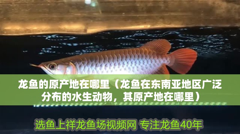 龍魚的原產地在哪里（龍魚在東南亞地區廣泛分布的水生動物，其原產地在哪里）