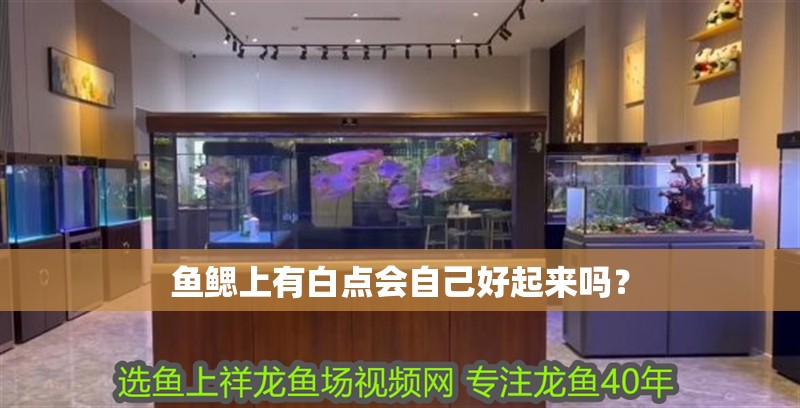 魚鰓上有白點會自己好起來嗎？