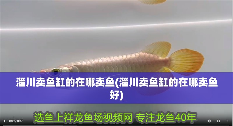 淄川賣魚缸的在哪賣魚(淄川賣魚缸的在哪賣魚好)
