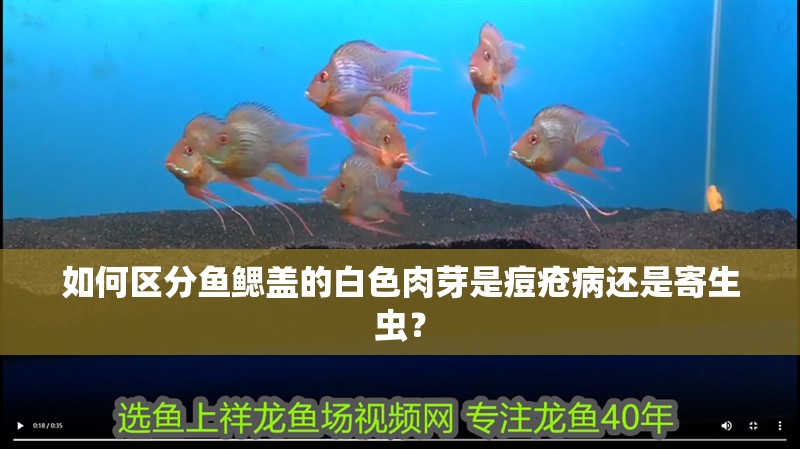 如何區(qū)分魚鰓蓋的白色肉芽是痘瘡病還是寄生蟲？