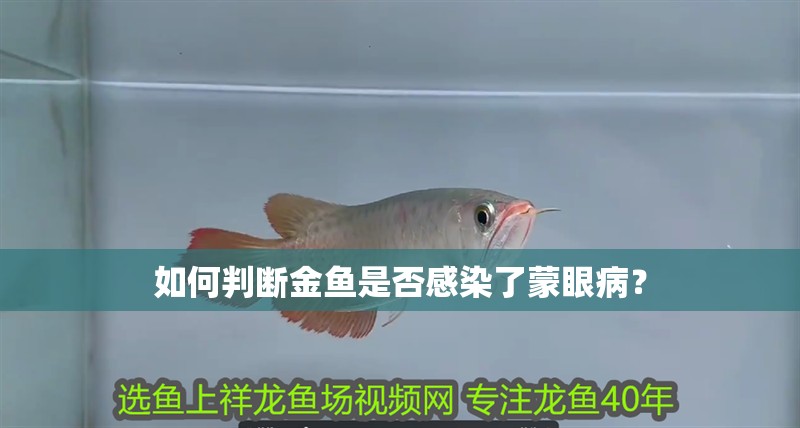 如何判斷金魚是否感染了蒙眼病？