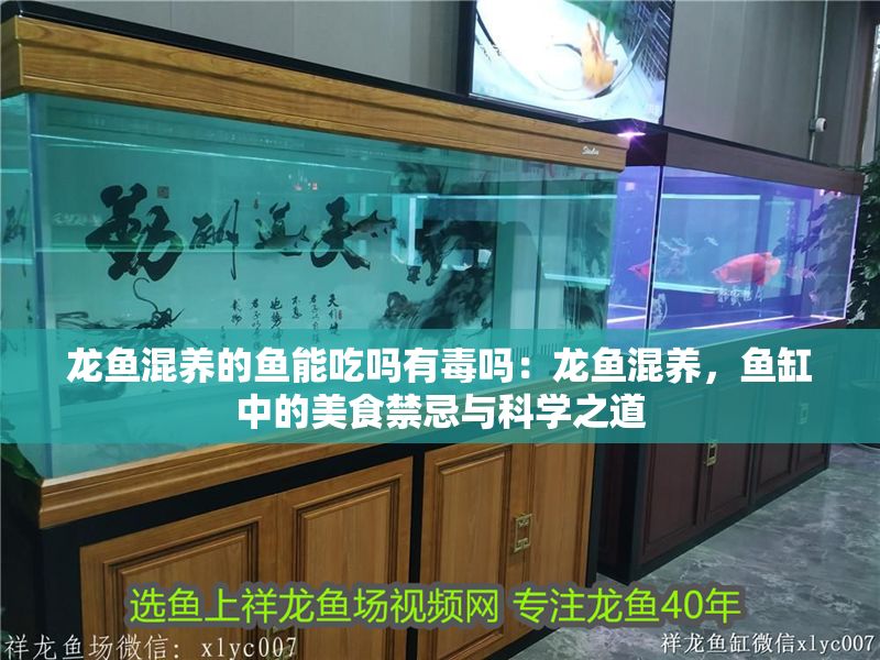 龍魚混養的魚能吃嗎有毒嗎：龍魚混養，魚缸中的美食禁忌與科學之道