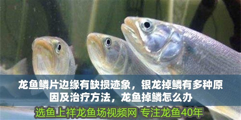 龍魚鱗片邊緣有缺損跡象，銀龍掉鱗有多種原因及治療方法，龍魚掉鱗怎么辦