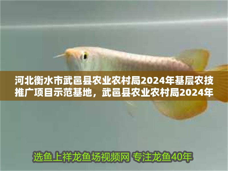 河北衡水市武邑縣農業農村局2024年基層農技推廣項目示范基地，武邑縣農業農村局2024年基層農技推廣項目科技示范主體名單