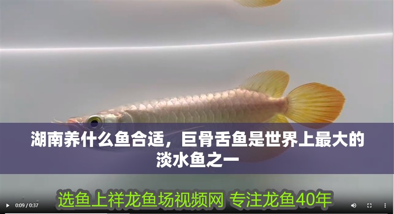 湖南養什么魚合適，巨骨舌魚是世界上最大的淡水魚之一
