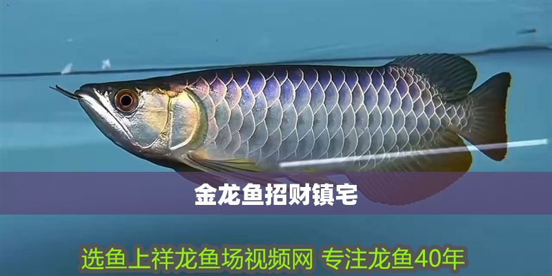 金龍魚招財鎮宅