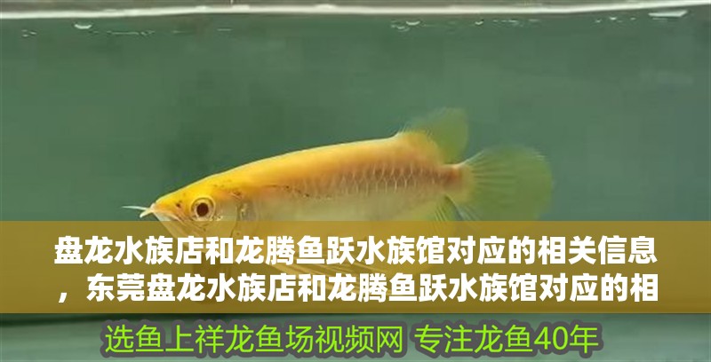 盤龍水族店和龍騰魚躍水族館對應(yīng)的相關(guān)信息，東莞盤龍水族店和龍騰魚躍水族館對應(yīng)的相關(guān)信息