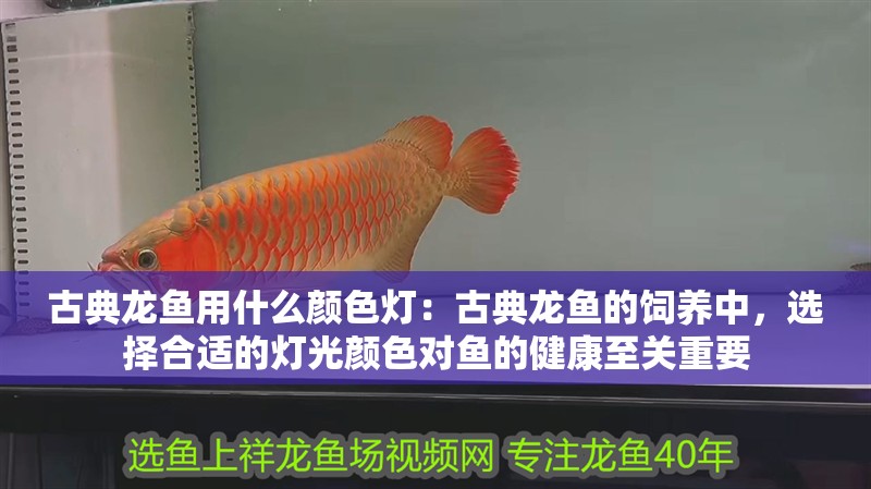 古典龍魚用什么顏色燈：古典龍魚的飼養(yǎng)中，選擇合適的燈光顏色對魚的健康至關(guān)重要
