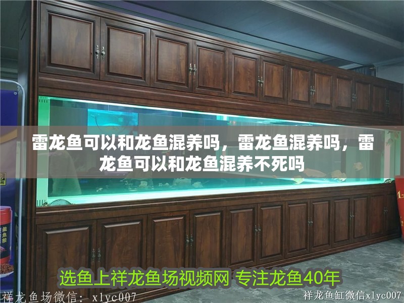 雷龍魚可以和龍魚混養(yǎng)嗎，雷龍魚混養(yǎng)嗎，雷龍魚可以和龍魚混養(yǎng)不死嗎 雷龍魚可以和龍魚混養(yǎng)嗎，雷龍魚混養(yǎng)嗎，雷龍魚可以和龍魚混養(yǎng)不死嗎 觀賞魚百科 第2張