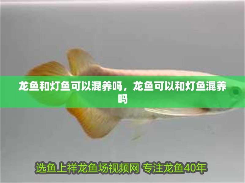 龍魚和燈魚可以混養嗎，龍魚可以和燈魚混養嗎