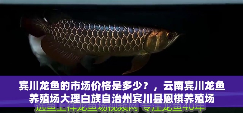賓川龍魚的市場價(jià)格是多少？，云南賓川龍魚養(yǎng)殖場大理白族自治州賓川縣恩棋養(yǎng)殖場
