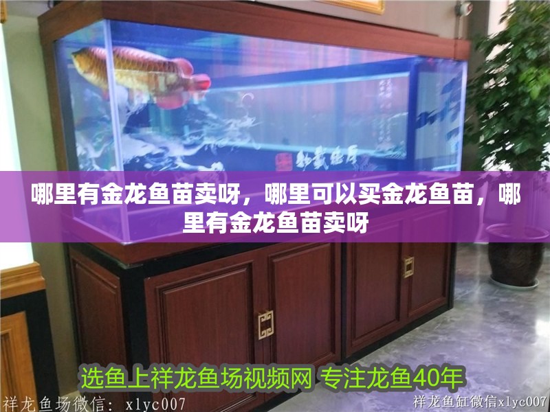哪里有金龍魚苗賣呀，哪里可以買金龍魚苗，哪里有金龍魚苗賣呀