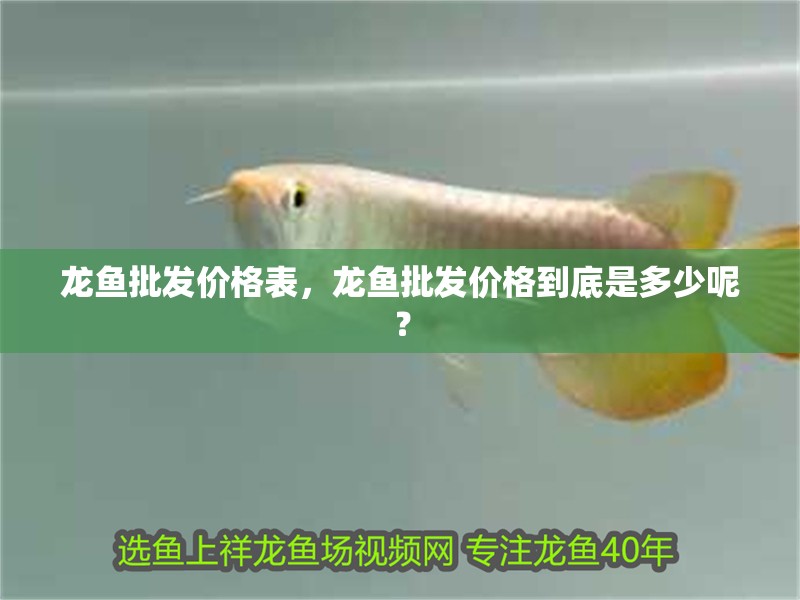 龍魚批發價格表，龍魚批發價格到底是多少呢？ 龍魚批發價格表，龍魚批發價格到底是多少呢？ 觀賞魚百科 第2張