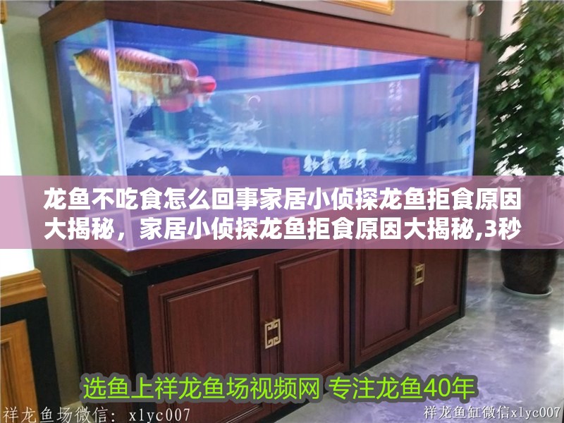 龍魚不吃食怎么回事家居小偵探龍魚拒食原因大揭秘，家居小偵探龍魚拒食原因大揭秘,3秒診斷表教你自救倉鼠小助手