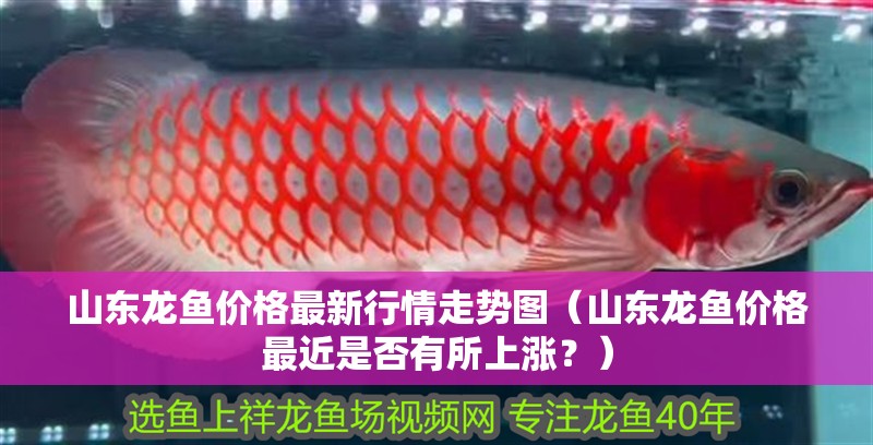 山東龍魚價格最新行情走勢圖（山東龍魚價格最近是否有所上漲？）