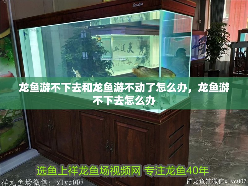 龍魚游不下去和龍魚游不動了怎么辦，龍魚游不下去怎么辦