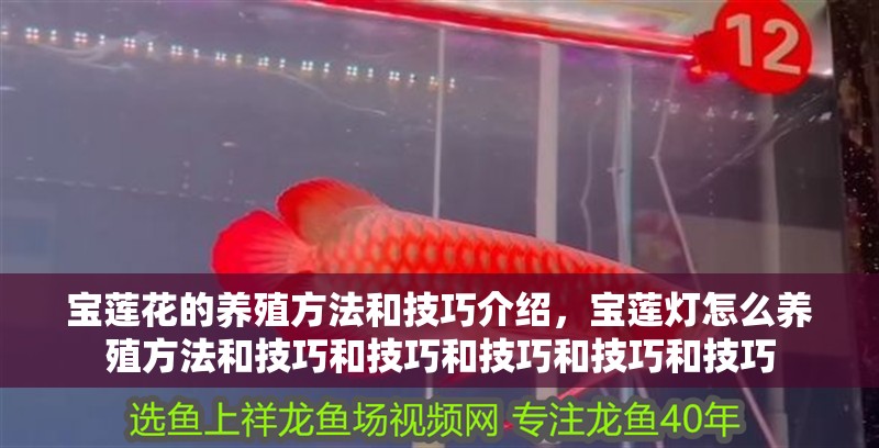 寶蓮花的養(yǎng)殖方法和技巧介紹，寶蓮燈怎么養(yǎng)殖方法和技巧和技巧和技巧和技巧和技巧